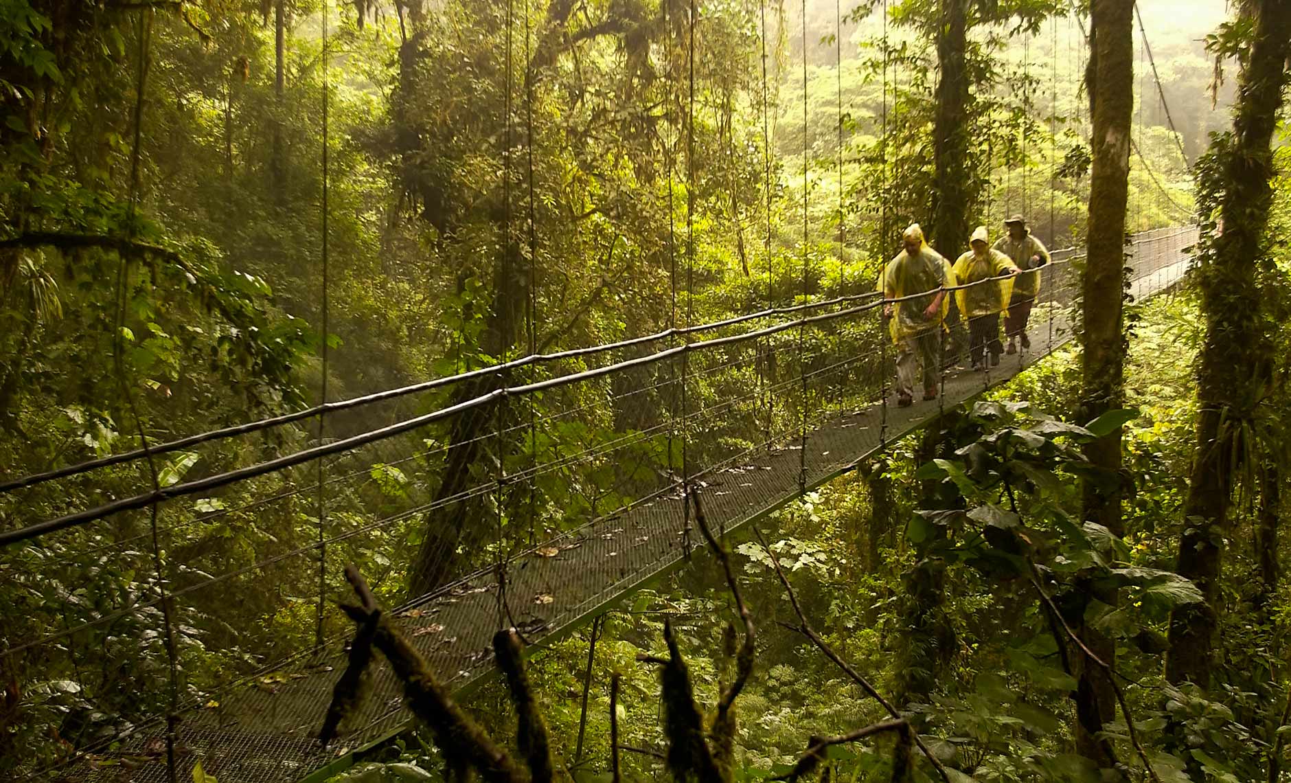 Rain Forest in Costa Rica