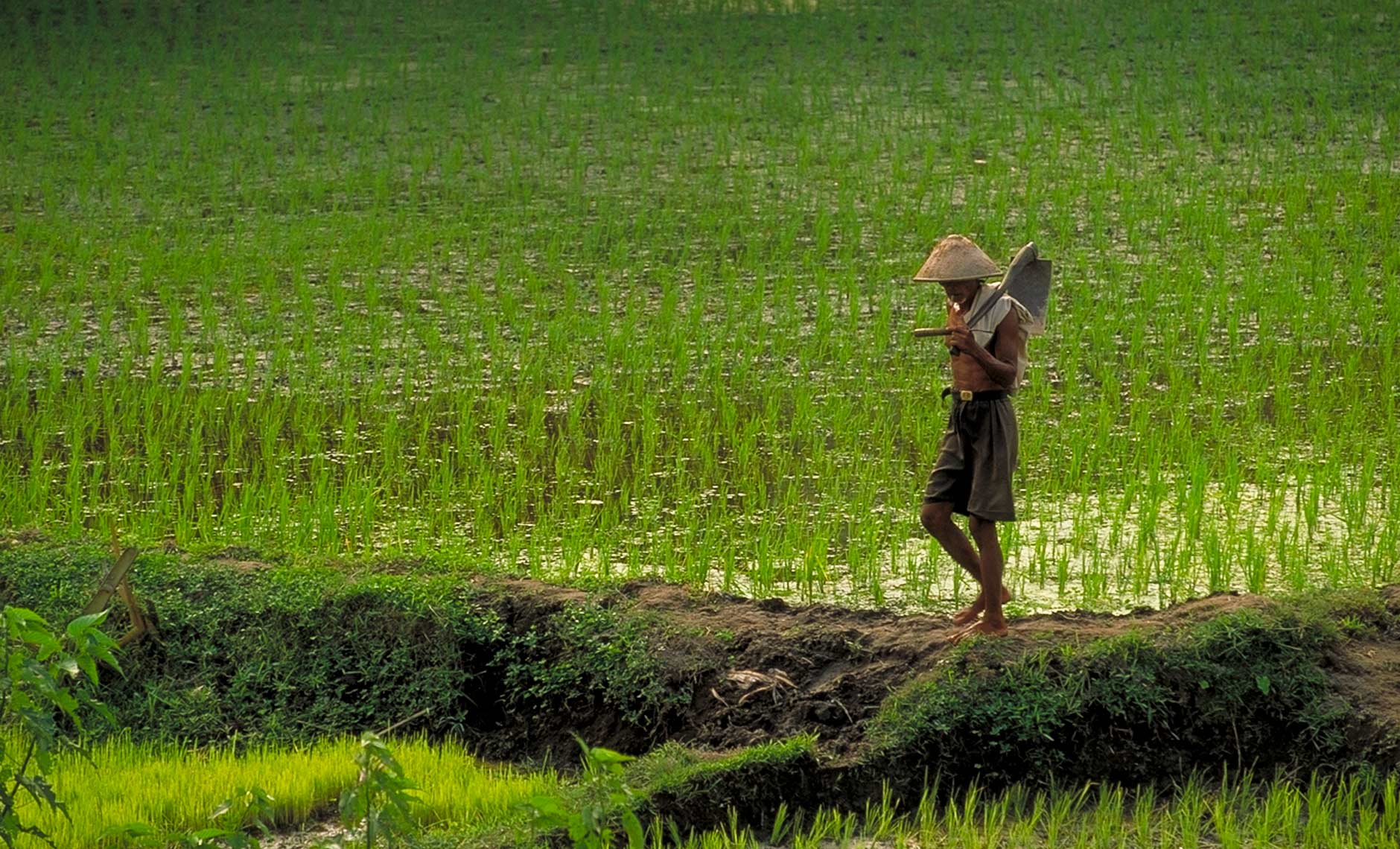 Rice Farmer with shovel in Indonesia